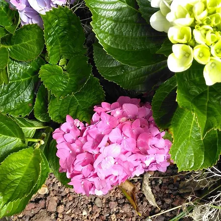 Quinta Nossa Senhora De Lourdes