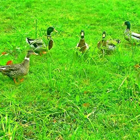 منزل ريفي Quinta Nossa Senhora De Lourdes كابيلاس