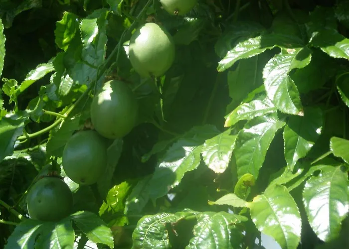 Quinta Nossa Senhora De Lourdes Capelas