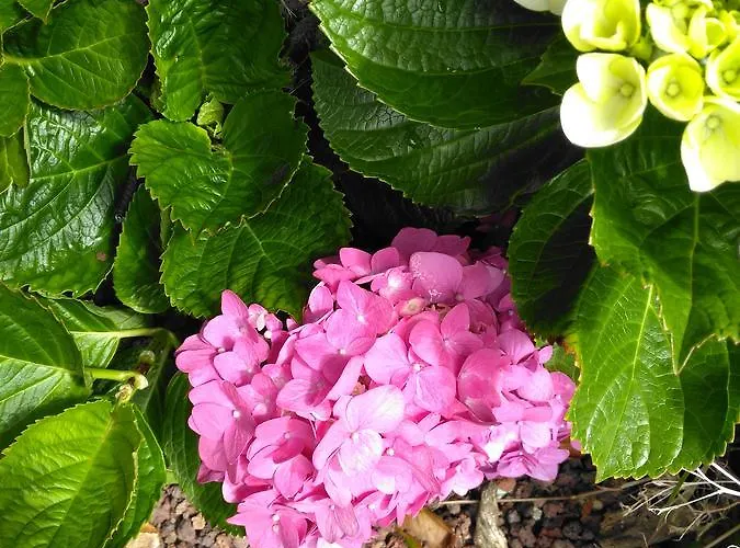 Quinta Nossa Senhora De Lourdes