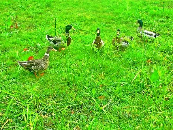 Hétvégi ház Quinta Nossa Senhora De Lourdes Capelas