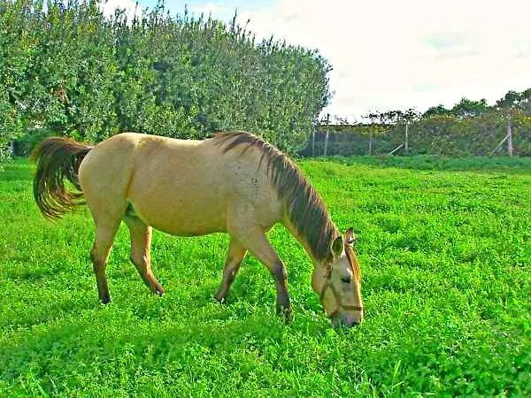 Quinta Nossa Senhora De Lourdes